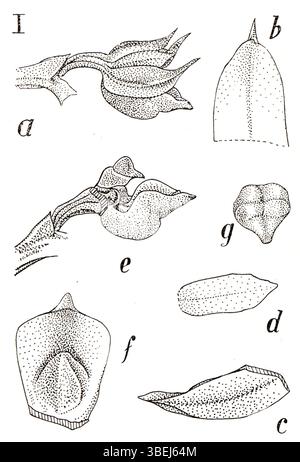 Adenoncos saccata, dargestellt in *Icones Orchidacearum Malayensium* (1938) von Johannes Jacobus Smith, ist eine Orchideenart aus Südostasien. Smiths Arbeit ist ein wichtiger Beitrag zur botanischen Untersuchung der vielfältigen Pflanzenwelt in dieser Region. Stockfoto