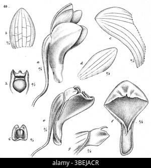 Johannes Jacobus Smiths Illustration von *Dendrobium wentianum*, früher *Dendrobium obtusipetalum*, aus Neuguinea, aus dem Jahr 1913, zeigt Platte 17 der botanischen Serie *Nova Guinea*. Stockfoto