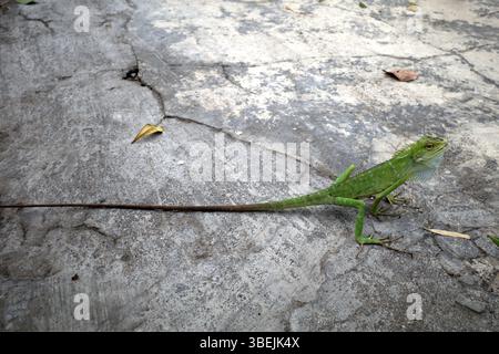 Nahaufnahme des Mähnenwaldes Lizard, Bunglon (Bronchocela jubata) auf dem Boden. Stockfoto