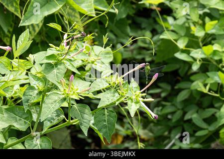 Bewundern Sie die peruanische Blume (mirabilis jalapa), die kleine östliche Pondhawk (Erythemis simplicicollis) Libelle auf Blatt, Kuba Stockfoto