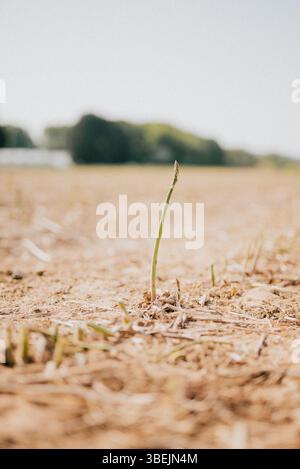 Eine kleine grüne Pflanze wächst auf einem Feld mit trockenem Schmutz. Konzept von Einsamkeit und Isolation, da die Pflanze allein in der kargen Landschaft steht Stockfoto