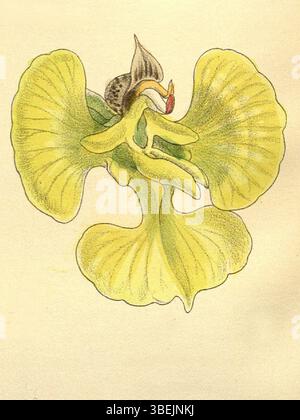 Diese Illustration von Curtis' Botanical Magazine aus dem Jahr 1894 zeigt die Orchideenart *Erycina echinata*. Die von Matilda Smith kreierte und von John Nugent Fitch lithographierte Anlage zeigt die charakteristischen Merkmale der Pflanze, wie sie von Joseph Dalton Hooker beschrieben wurde. Stockfoto
