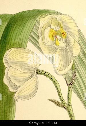 Diese botanische Illustration von *Houlletia sanderi*, einer Orchideenart, wurde 1910 in Curtis' Botanical Magazine veröffentlicht. Das Werk wurde von Matilda Smith erstellt, mit Lithografien von John Nugent Fitch und einer Beschreibung von R.A. Rolfe. Stockfoto