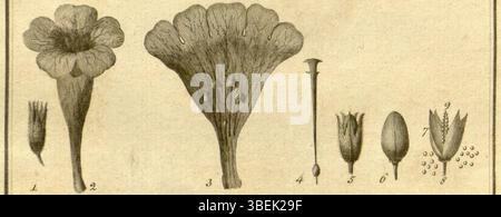 Diese botanische Illustration von Domenico Pronti aus dem Jahr 1797 zeigt *Salpiglossis*, eine Gattung blühender Pflanzen aus Peru. Die Abbildung zeigt verschiedene Teile der Pflanze, einschließlich Kelch, Corolla, Pistil und Samen, in komplizierten Details. Stockfoto
