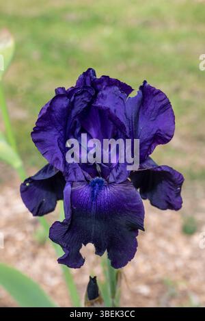 Dunkelviolette Irisblume, Colline aux Oiseaux Park, Birds' Hill Park, ein großer landschaftlich gestalteter Park in Caen, Hauptstadt des Departements Calvados, Normandie, Frankreich Stockfoto