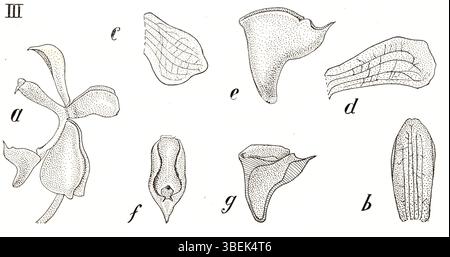 Diese botanische Illustration von Johannes Jacobus Smith aus dem Jahr 1938 zeigt *Macropodanthus clausus*, früher als *Sarcochilus clausus* bekannt, eine in Malaysia heimische Orchideenart. Es ist Teil der Smiths *Icones Orchidacearum Malayensium* Serie. Stockfoto