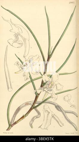 Papilionanthe vandarum, ursprünglich als Aerides cylindrica klassifiziert, wurde 1857 im Curtis Botanical Magazine illustriert. Diese Orchideenart ist in Südostasien beheimatet und für ihr auffälliges Aussehen bekannt. Die Illustration wurde von W. Fitch erstellt, wobei die Platte von Vincent Brooks gedruckt wurde. Stockfoto