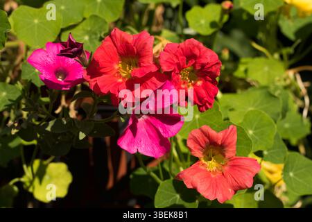 Wunderschöne mehrfarbige Nasturtien und Petunien in voller Blüte vor einem lebhaften grünen Blatthintergrund Stockfoto