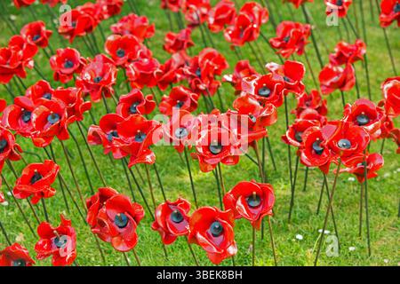 Nahaufnahme eines Feldes mit Keramikmohn in der Öffentlichkeit zur Feier des 80. Jahrestages des VE-Tages – der Fokus liegt auf den Mohnmohn im Vordergrund Stockfoto