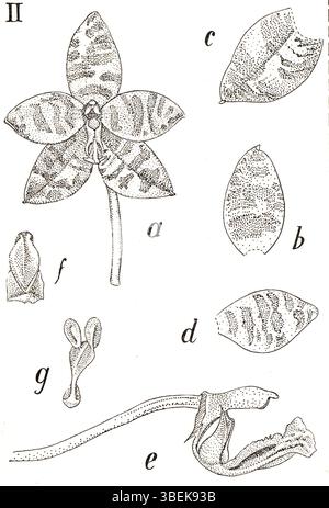 Phalaenopsis amboinensis ist eine Orchideenart, die auf den Maluku-Inseln in Indonesien beheimatet ist. Sie wurde 1938 in *Icones Orchidacearum Malayensium* von Johannes Jacobus Smith veröffentlicht. Smiths Werk veranschaulicht die einzigartige Orchideenart Südostasiens. Stockfoto