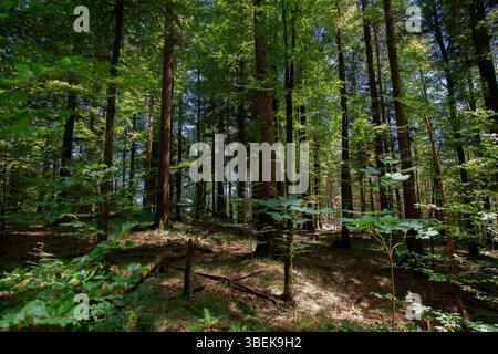 Eine ruhige Waldszene entfaltet sich, mit Sonnenlicht, das durch die Blätter hoch aufragender Bäume gefiltert wird. Das verblendete Licht wirft komplizierte Muster auf die üppige Landschaft Stockfoto