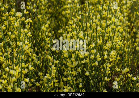 Nahaufnahme der leuchtend gelben Blüten des gewöhnlichen Besenstrauchs (Cytisus scoparius) in voller Blüte während der Frühlingssaison. Botanische Schönheit und wilde Flora Stockfoto