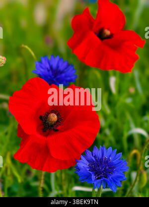 Rote Mohnblumen und blaue Kornblumen blühen in einem Sommer Wildblumenfeld. Vertikale Stockfotos Stockfoto