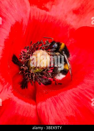 Nahaufnahme einer Hummel, die eine rote Mohnblume bestäubt. Eine atemberaubende Makroperspektive der Interaktionen der Natur. Stock-Fotografie Im Vertikalen Format Stockfoto