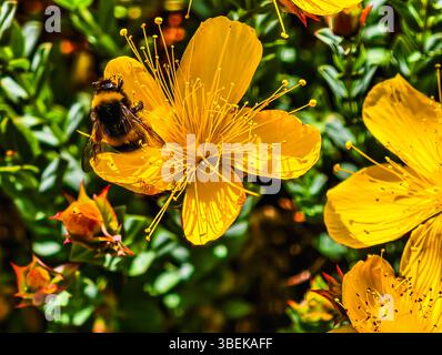 Makrofoto einer Hummel auf einer leuchtend gelben hypericum-Blume, die Nektar sammelt. Stockfoto