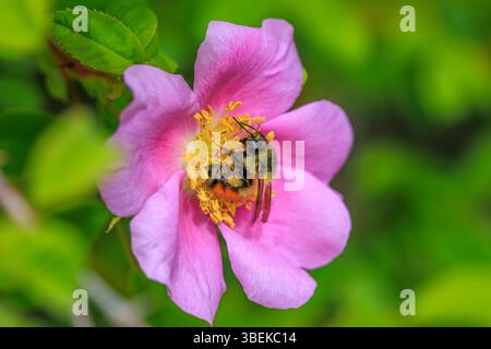 Eine Honigbiene sammelt Pollen von einer wilden Rosenblume Stockfoto