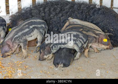 Traditionelle ungarische Rasse Schwarzes Mangalica-Schwein auf der Tierfarm Stockfoto