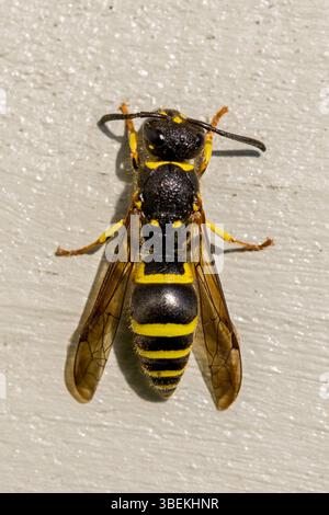 Nahaufnahme einer europäischen Töpferwespe auf weißem Hintergrund im Sonnenlicht Stockfoto