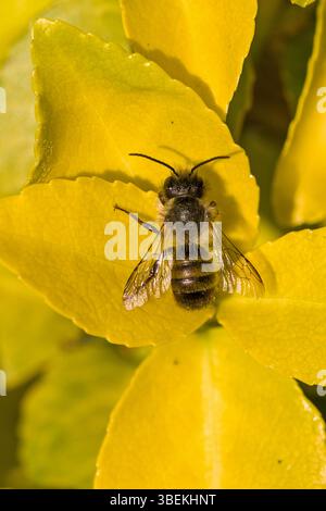 Eine rote maurerbiene auf einem gelben Blatt im Sonnenlicht Stockfoto
