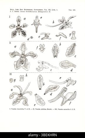 Johannes Jacobus Smiths botanische Illustration von 1938 stellt drei Arten von Vanda-Orchideen vor: Vanda crassiloba, Vanda celebica und Vanda Saxatilis, die alle in der südostasiatischen Region beheimatet sind und für die Orchideenforschung und -Kultivierung wichtig sind. Stockfoto