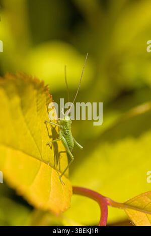 Nahaufnahme eines kleinen grünen Grashüpfers auf einem gelben Blatt im Sonnenschein und verschwommenem Hintergrund Stockfoto