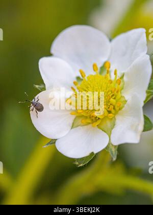 Ein kleiner schwarzer Apfelblütenkäfer auf einer weißen Blüte mit verschwommenem Hintergrund Stockfoto