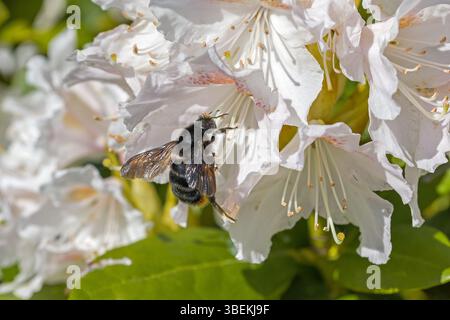 Eine Rotschwanzhummel auf einer weißen rosa Blüte des Rhododendrons im Sonnenschein Stockfoto