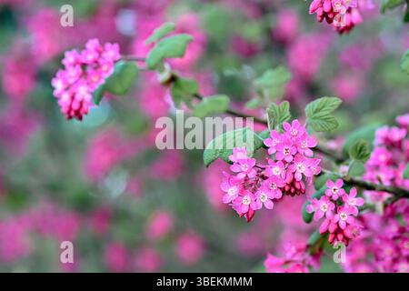 Rote blühende Johannisbeerblüten, Busch in voller Blüte Stockfoto