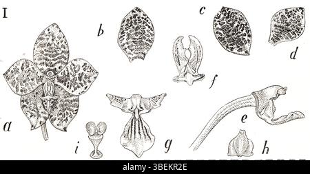 Phalaenopsis gigantea, illustriert in *Icones Orchidacearum Malayensium* (1938) von Johannes Jacobus Smith, ist eine in Südostasien heimische Orchideenart. Diese besondere Illustration ist Teil von Smiths umfassender Arbeit, die die Flora der Region dokumentiert. Stockfoto