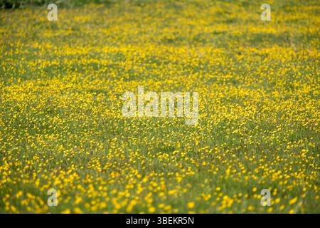 Buttercup Field am 15. Mai 2025 in Bucknell, Großbritannien. Stockfoto