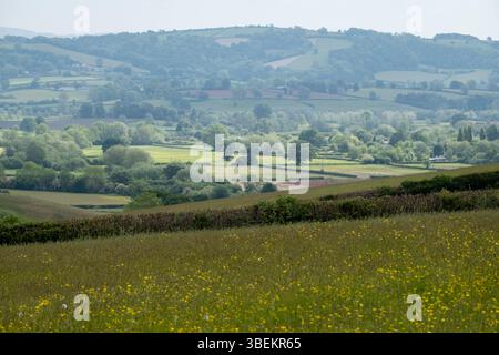 Ländliche Landschaft eines Buttercup-Feldes in der Shropshire Hills National Landscape Area of Outstanding Natural Beauty am 19. Mai 2025 in Bucknell, Großbritannien. Die Shropshire Hills National Landscape ist ein Area of Outstanding Natural Beauty AONB und liegt im Süden des Countys. Dieses atemberaubende Gebiet umfasst etwas mehr als 300 Quadratkilometer Land, hauptsächlich im Südwesten von Shropshire, und hat seinen Namen von der Bergregion der Shropshire Hills. Stockfoto