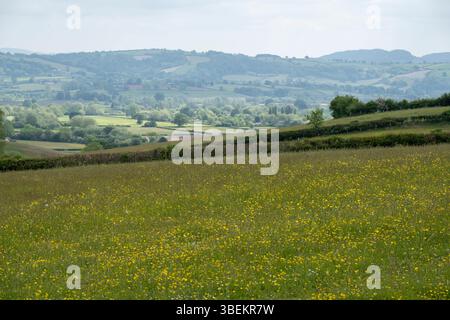 Ländliche Landschaft eines Buttercup-Feldes in der Shropshire Hills National Landscape Area of Outstanding Natural Beauty am 19. Mai 2025 in Bucknell, Großbritannien. Die Shropshire Hills National Landscape ist ein Area of Outstanding Natural Beauty AONB und liegt im Süden des Countys. Dieses atemberaubende Gebiet umfasst etwas mehr als 300 Quadratkilometer Land, hauptsächlich im Südwesten von Shropshire, und hat seinen Namen von der Bergregion der Shropshire Hills. Stockfoto