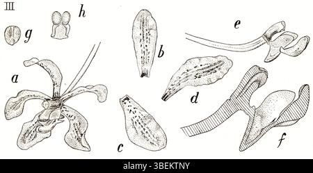 Johannes Jacobus Smiths Illustration von *Vanda saxatilis* aus dem Jahr 1938 ist in seinen *Icones Orchidacearum Malayensium* zu sehen. Das Kunstwerk zeigt diese Orchideenart mit botanischer Präzision und zeigt ihre einzigartigen Merkmale und lebendigen Farben, die für Smiths detaillierten Ansatz zur botanischen Illustration charakteristisch sind. Stockfoto
