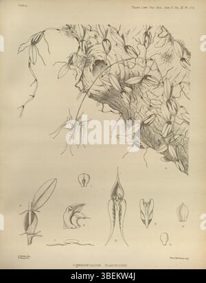 Diese botanische Illustration aus der Ausgabe 1893 von „Trans Linn SOC Bot“ zeigt Bulbophyllum planibulbe (früher Cirrhopetalum planibulbe), eine Orchideenart, die detaillierte und genaue botanische Darstellung zeigt. Stockfoto