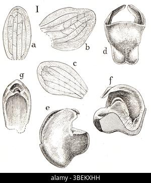 Thrixspermum simum ist eine Orchideenart, die 1938 in Johannes Jacobus Smiths Werk Icones Orchidacearum Malayensium II dokumentiert wurde. Diese Orchidee, die in der malaiischen Region beheimatet ist, wurde von Smith, einer der führenden Persönlichkeiten der Botanik des frühen 20. Jahrhunderts, wissenschaftlich beschrieben. Stockfoto