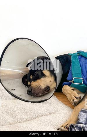 Ein Hund mit einem Kegel auf dem Kopf schläft. Der Kegel ist weiß und schwarz. Der Hund trägt eine blaue Jacke Stockfoto