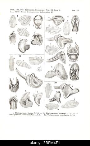 Diese Illustration aus Johannes Jacobus Smiths „Icones Orchidacearum Malayensium II“ (1938) zeigt die Arten Thrixspermum simum, Thrixspermum sagoense, Thrixspermum brevibracteatum und Thrixspermum cordulatum. Diese Orchideen, die in der malaiischen Region beheimatet sind, wurden von Smith, einem einflussreichen Botaniker und Orchideenforscher im frühen 20. Jahrhundert, dokumentiert. Stockfoto