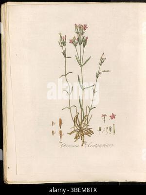 Diese botanische Platte zeigt Chironia centaurium, heute als Centaureum littorale klassifiziert. Die Pflanze, allgemein bekannt als Gentiaan Chironie, ist in Küstengebieten beheimatet. Sie wurde ursprünglich in der Flora Batava-Serie, Band 4, dokumentiert und zeigt die detaillierten botanischen Illustrationen aus dem 18. Jahrhundert. Stockfoto