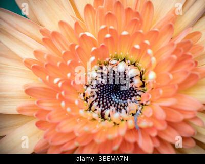 Eine detaillierte Nahaufnahme einer Gerbera Gänseblümchen mit ihren lebhaften orangen Blütenblättern und dem komplexen Zentrum, die die natürliche Schönheit und die komplizierten Muster hervorheben Stockfoto
