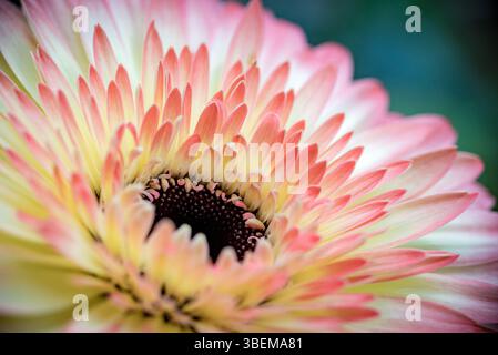 Eine detaillierte Nahaufnahme einer leuchtenden rosa und gelben Gerbera-Gänseblümchenblume mit ihren zarten Blütenblättern und ihrer komplexen Mitte. Perfekt für Natur und flo Stockfoto