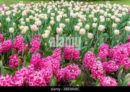 Eine lebendige Darstellung rosa Hyazinthen und weißer Tulpen, die in einem Garten blühen. Die farbenfrohe Szene fängt das Wesen des Frühlings mit üppigem Grün und Blumenmotiv ein Stockfoto