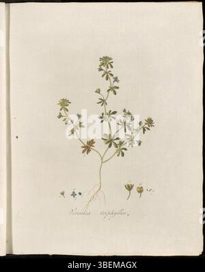 Veronica triphyllos, bekannt als Handjesereprijs, ist in dieser botanischen Platte aus „Flora Batava“ (Band 2) dargestellt. Die Platte von Georgius Jacobus Johannes van OS (1782–1861) zeigt die zarten dreilappigen Blätter und kleinen Blüten der Pflanze. Stockfoto