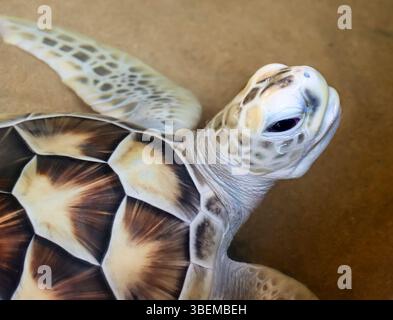 Junge Meeresschildkröten (Jungtiere), die im Wasser schwimmen oder schwimmen. Das Bild bietet eine detaillierte Ansicht des Kopfes, des Auges und des vorderen Flippers der Schildkröte. Stockfoto