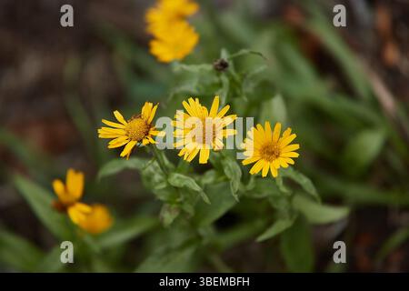 Kleine gelbe Blumen Stockfoto