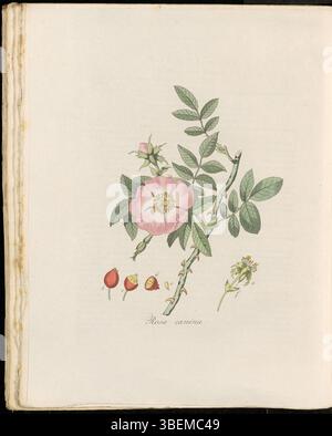Platte 0309 aus Flora Batava, Band 4, zeigt Rosa canina, allgemein als Hunderose bezeichnet. Diese wilde Rosenart ist mit ihren charakteristischen rosa Blüten und rötlichen Stielen zu sehen. Die botanische Illustration hebt die wichtigsten Merkmale der Pflanze hervor, einschließlich ihrer Blätter, Blüten und Früchte. Stockfoto