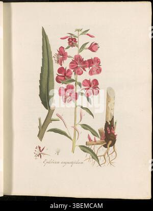 Diese botanische Platte von *Flora Batava* zeigt *Epilobium angustifolium*, heute bekannt als *Chamaenerion angustifolium*. Die Art wird allgemein als fireweed bezeichnet und ist bekannt für ihre hohen, rosa Blütenspitzen und ihre Fähigkeit, in gestörten Umgebungen zu gedeihen. Stockfoto