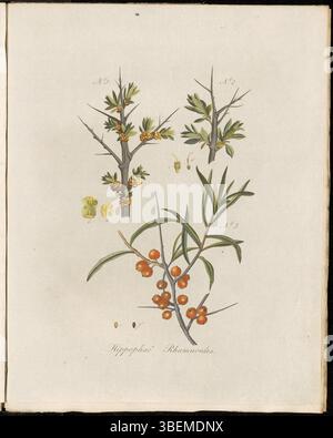 Hippophae rhamnoides, oder gemeiner Sanddorn, ist auf dieser botanischen Platte aus „Flora Batava“ (Band 2) zu sehen. Das Werk von Georgius Jacobus Johannes van OS (1782–1861) zeigt die scharfen Dornzweige und Orangenbeeren dieser Pflanze. Stockfoto