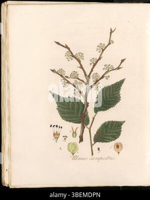 Flora Batava Plate 0242 zeigt Ulmus campestris, heute als Ulmus glabra klassifiziert, eine Ulmenart. Dieser botanische Druck, der Teil einer Serie aus dem 19. Jahrhundert ist, bietet einen detaillierten Einblick in die Merkmale der Ulmenart, eines in Europa verbreiteten Baumes. Stockfoto