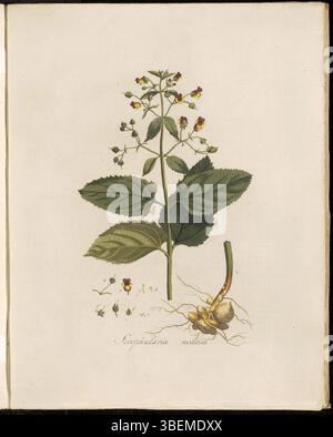 Scrophularia nodosa, oder Feigenkraut, ist in dieser botanischen Illustration aus „Flora Batava“ (Band 2) zu sehen. Die Platte von Georgius Jacobus Johannes van OS (1782–1861) zeigt die charakteristischen quadratischen Stängel- und röhrenförmigen Blüten der Pflanze. Stockfoto