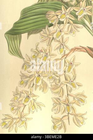 Illustration von *Coelogyne venusta*, einer Orchideenart, die in *Curtis' Botanical Magazine* (1909) vorgestellt wird. Diese detaillierte Lithografie wurde von Matilda Smith erstellt, mit einer Beschreibung von R. A. Rolfe. John Nugent Fitch trug zum lithographischen Prozess bei. Stockfoto